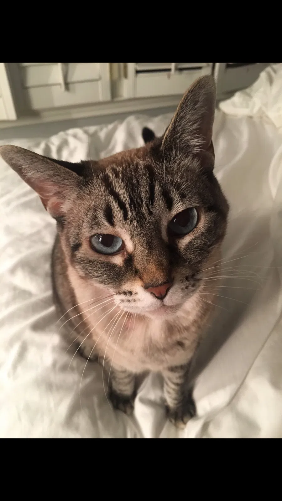 Lost cat in Marietta, GA, 30066