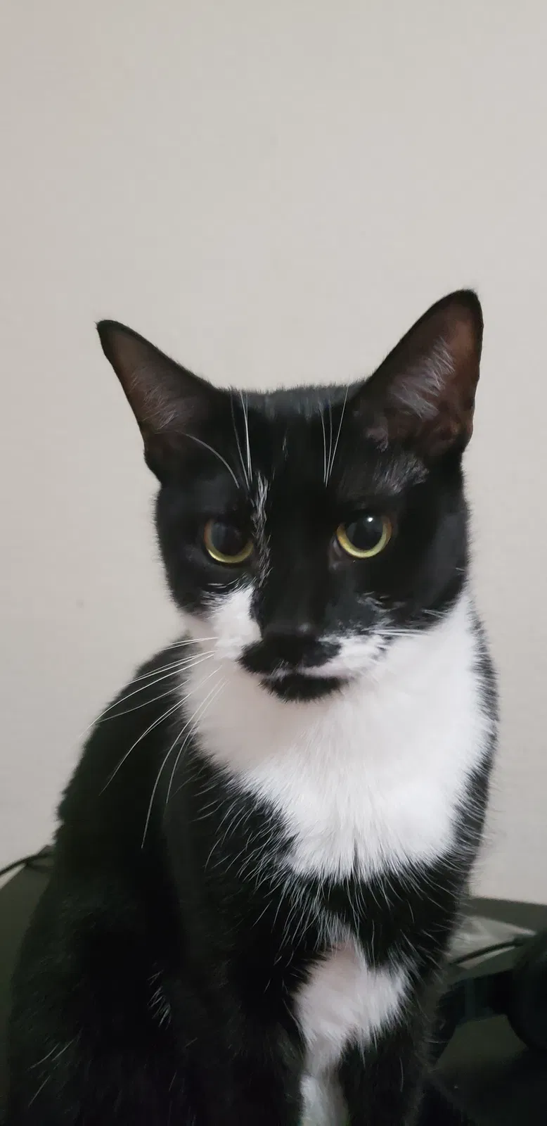 Lost cat in Powell, TN, 37849