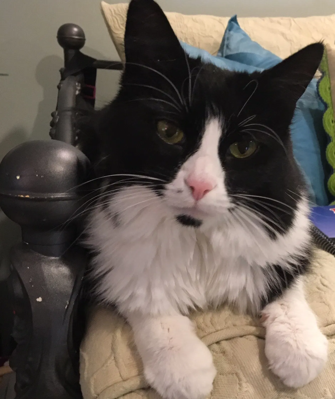 Lost cat in Roswell, GA, 30075