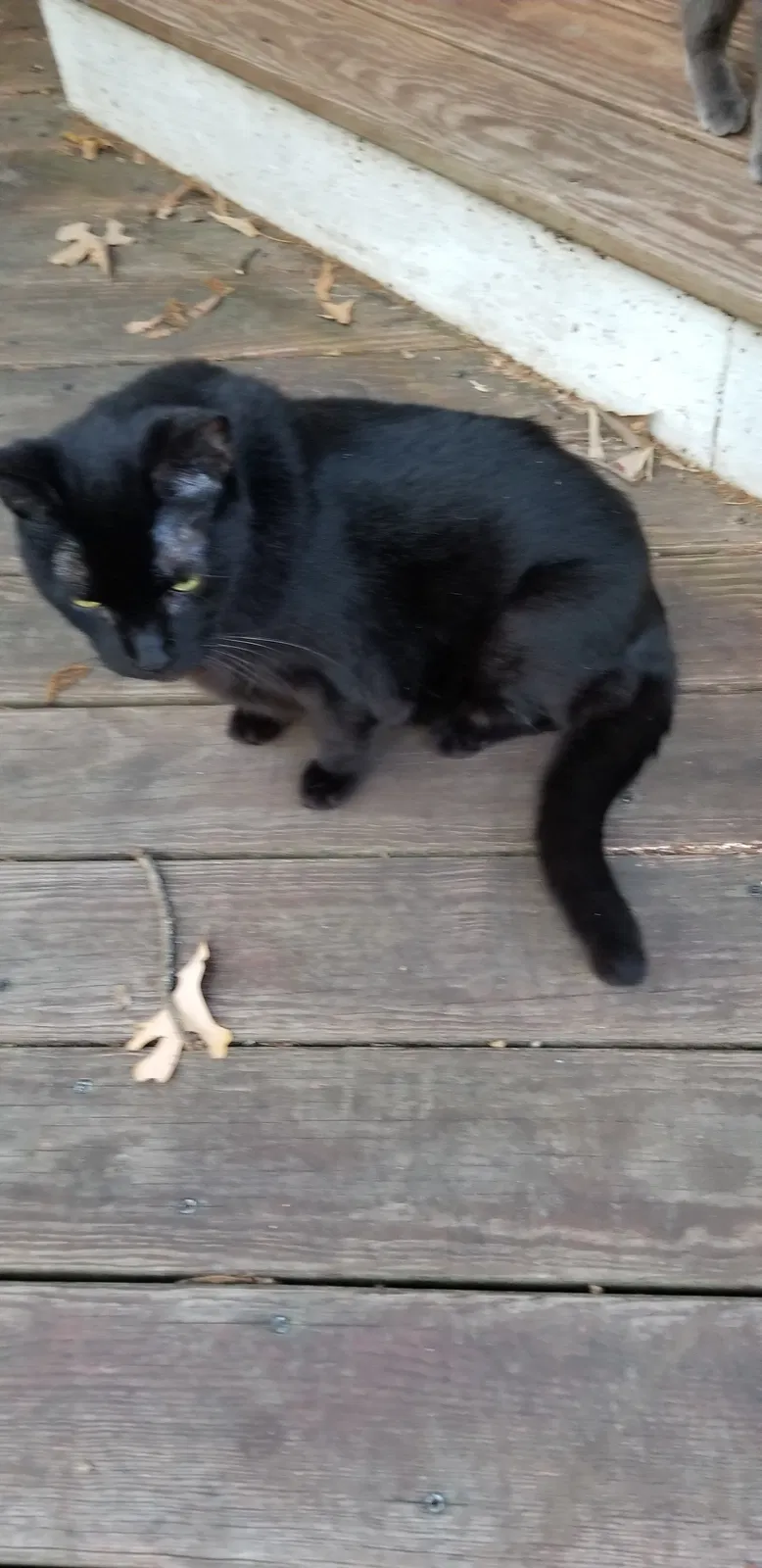 Lost cat in Columbia, SC, 29204