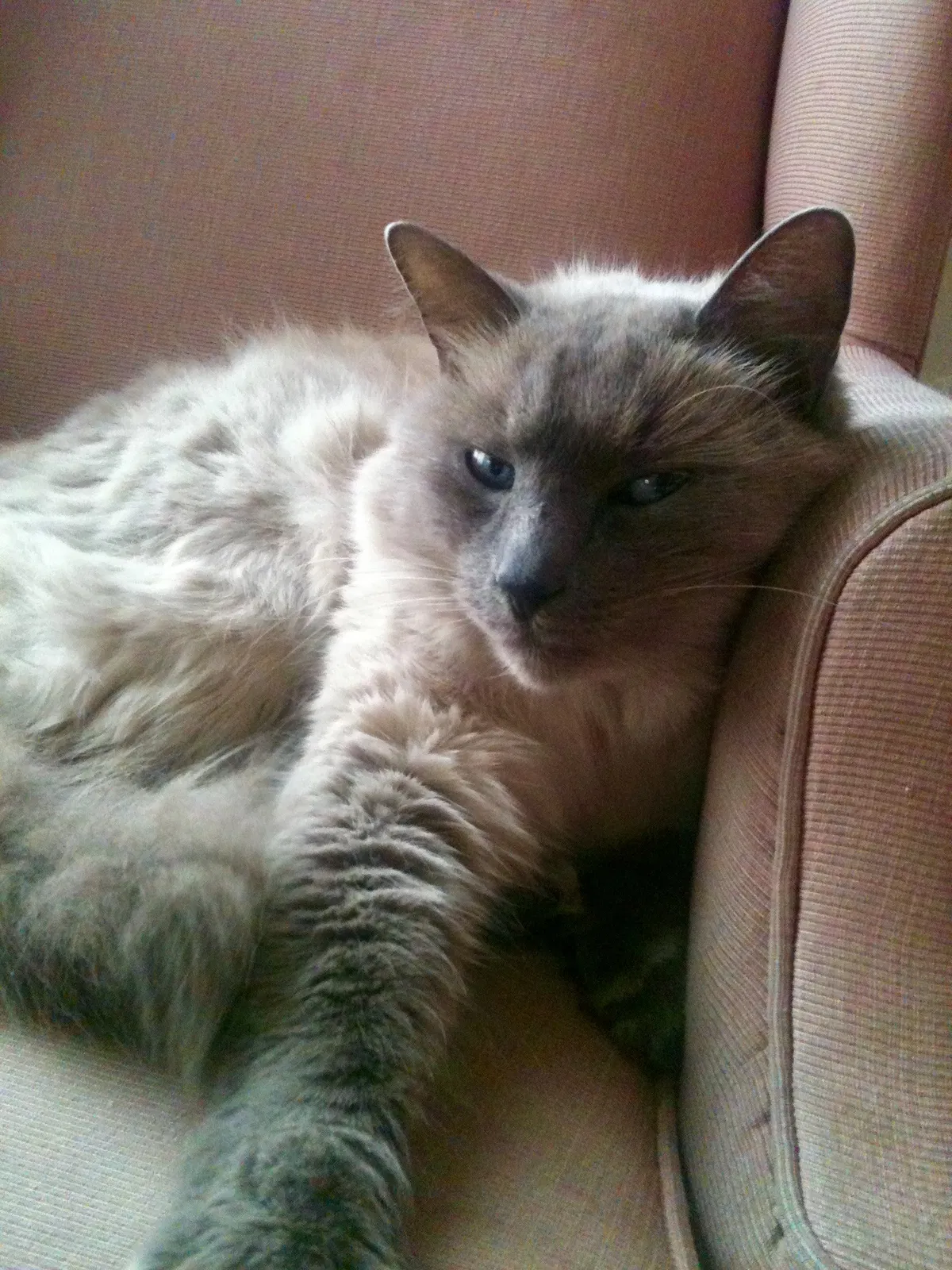 Lost cat in Lansdale, PA, 19446