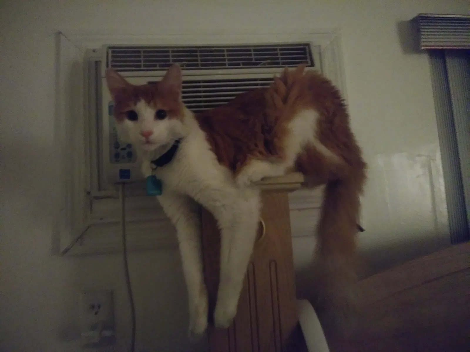 Lost cat in Miami, FL, 33157
