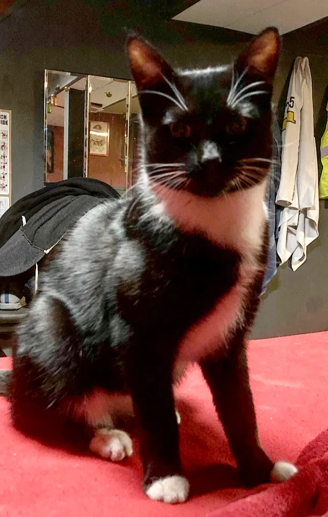Lost cat in Elmont, NY, 11003