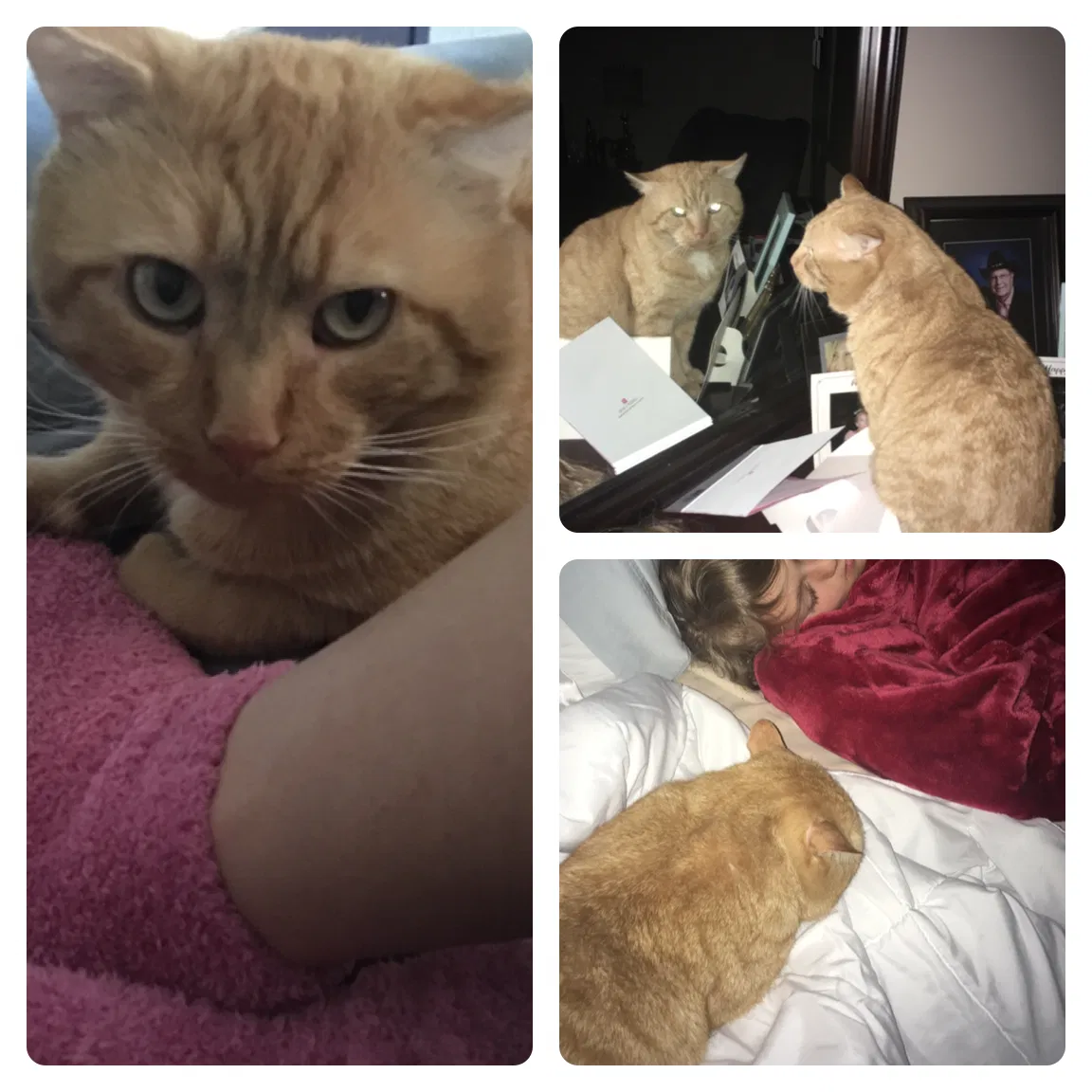 Lost cat in Charlotte, NC, 28277
