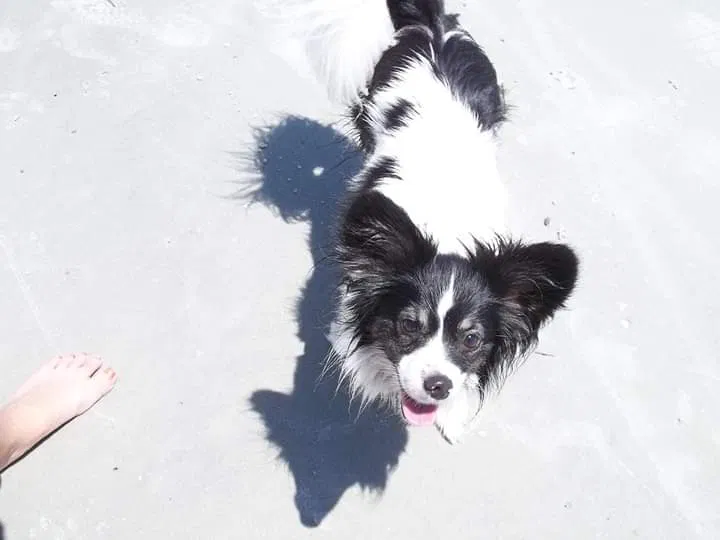 Lost dog in Yemassee, SC, 29945