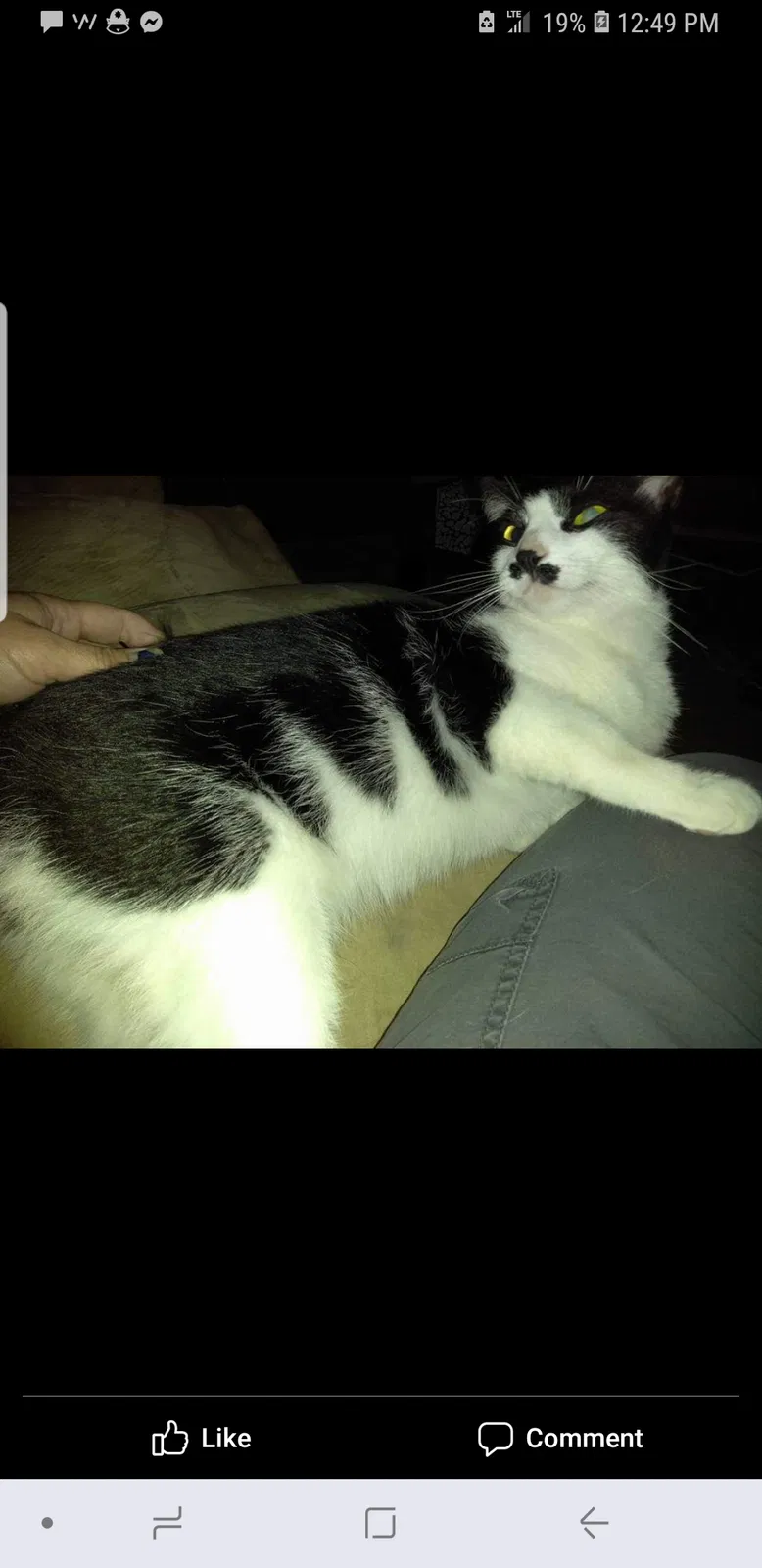 Lost cat in Knoxville, TN, 37918