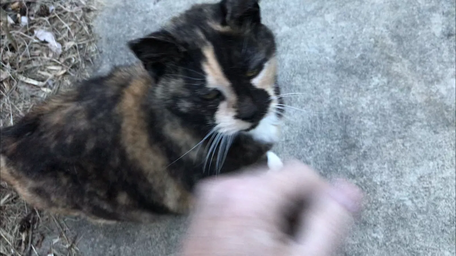 Lost cat in Conestoga, PA, 17516