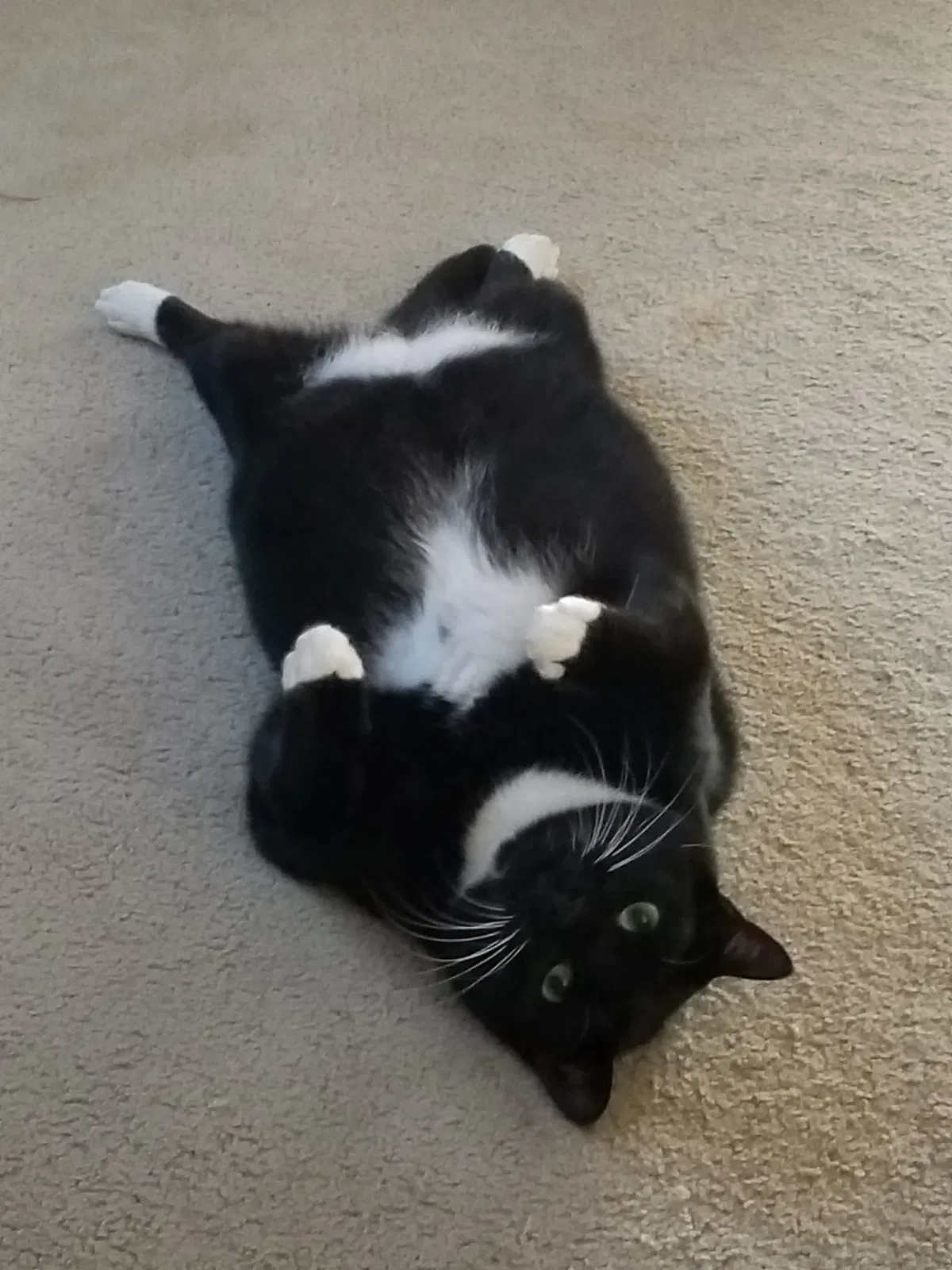Lost cat in Round Rock, TX, 78664