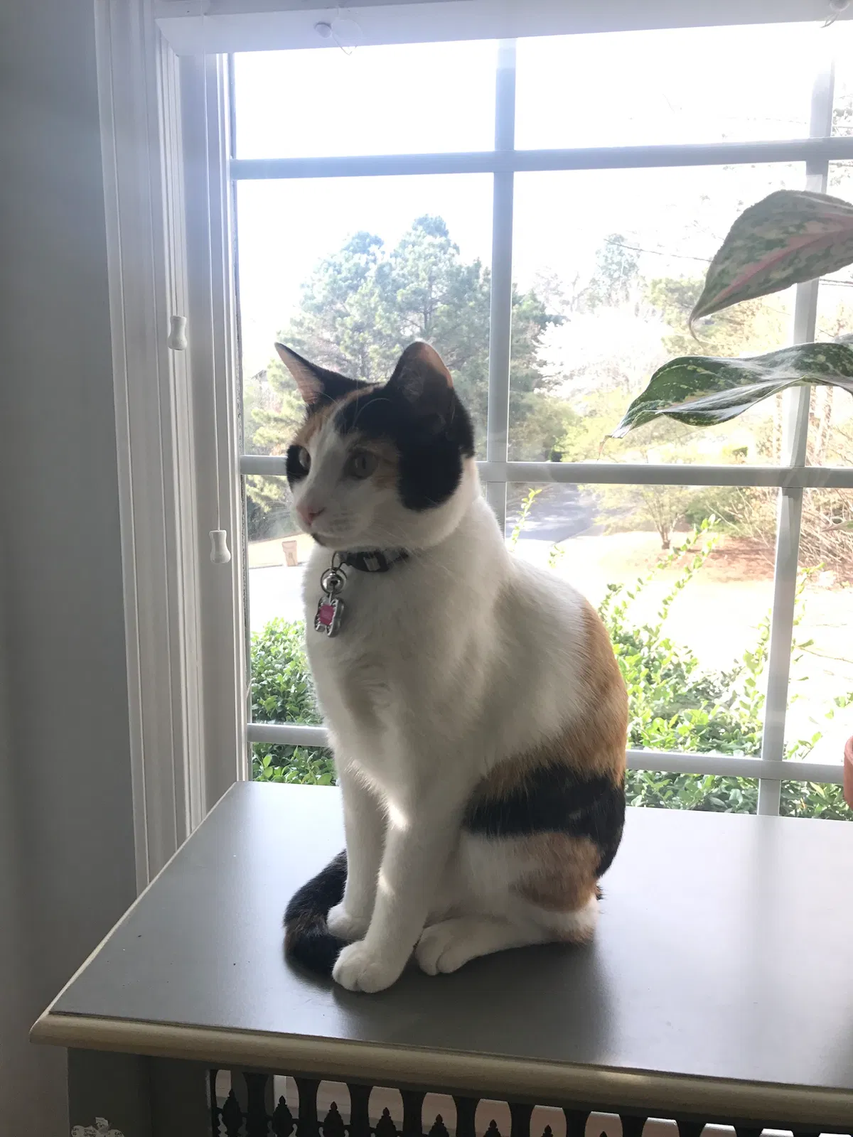 Lost cat in Alpharetta, GA, 30005