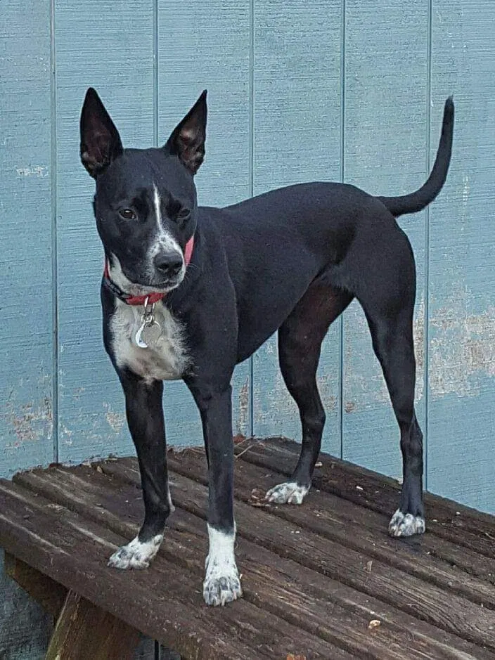 Lost dog in Sumter, SC, 29154
