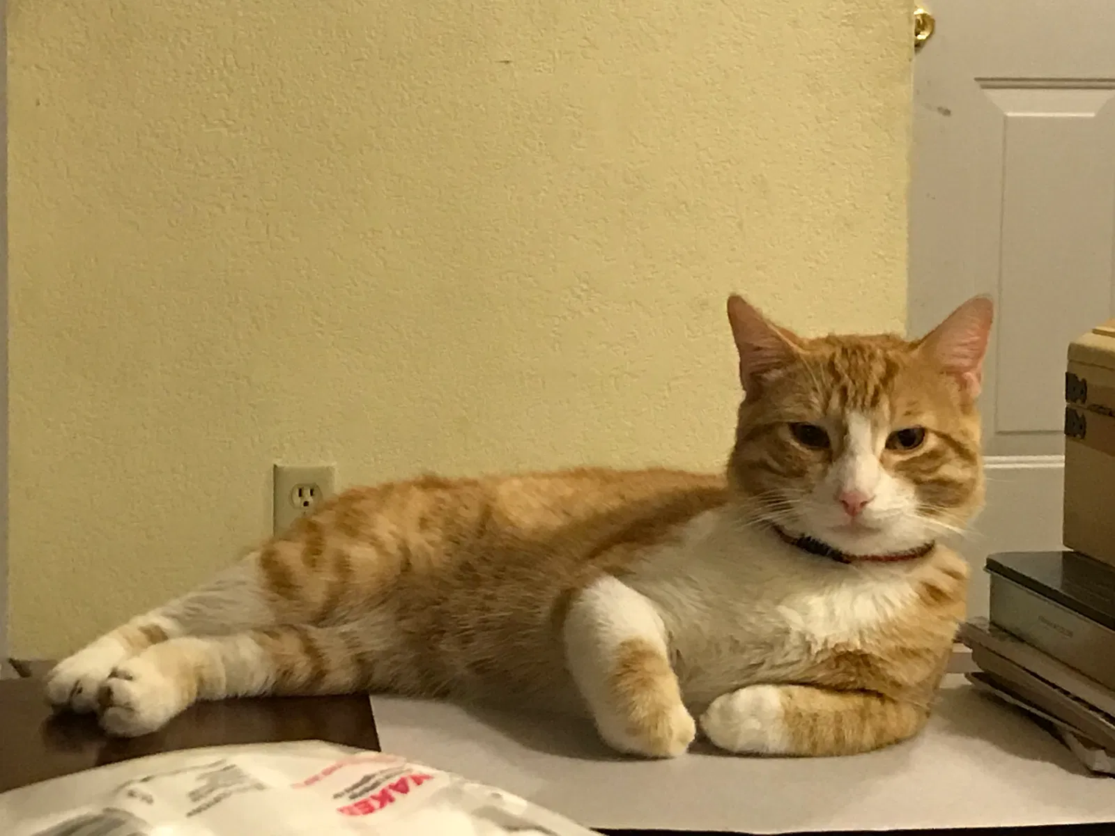Lost cat in Brea, CA, 92821