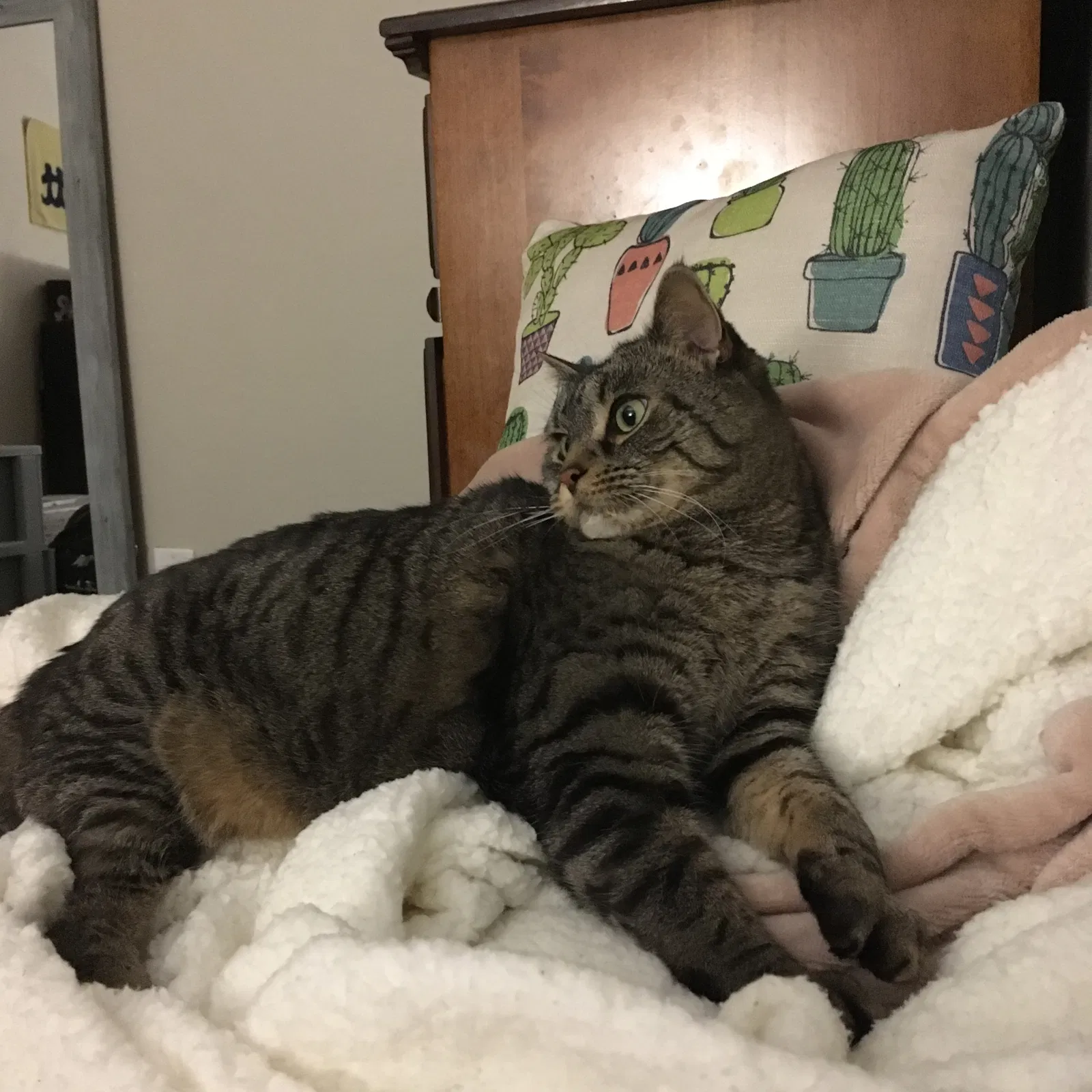 Lost cat in Pittsburgh, PA, 15213