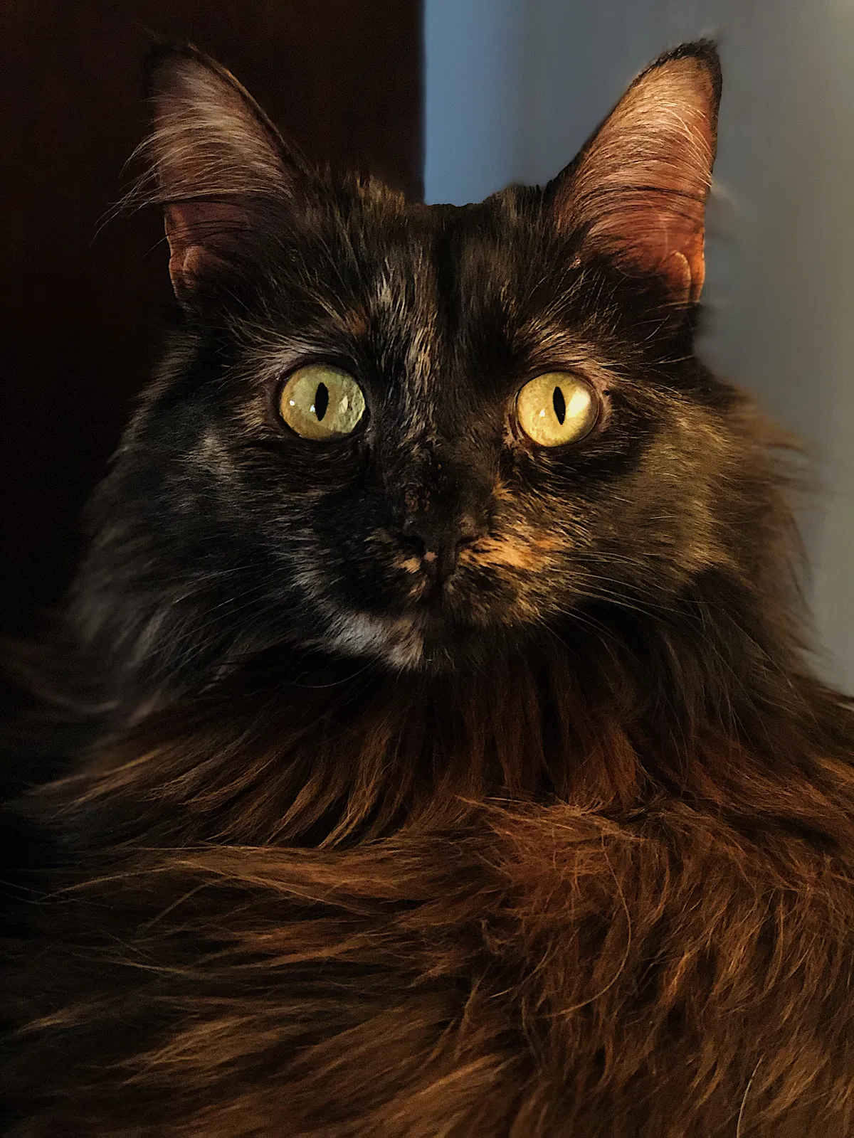 Lost cat in Albuquerque, NM, 87112