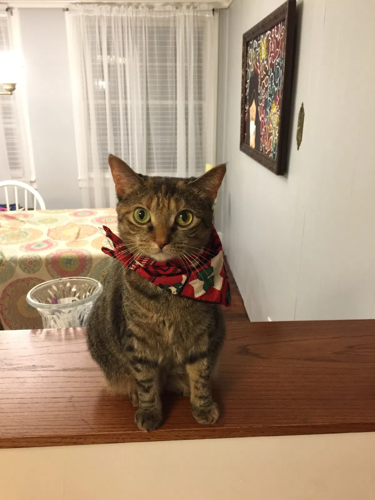 Lost cat in Macon, GA, 31204