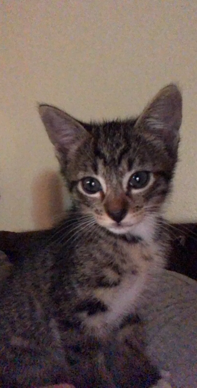 Lost cat in Salem, OR, 97304