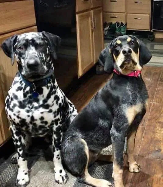 Lost dog in Old Chatham, NY, 12136