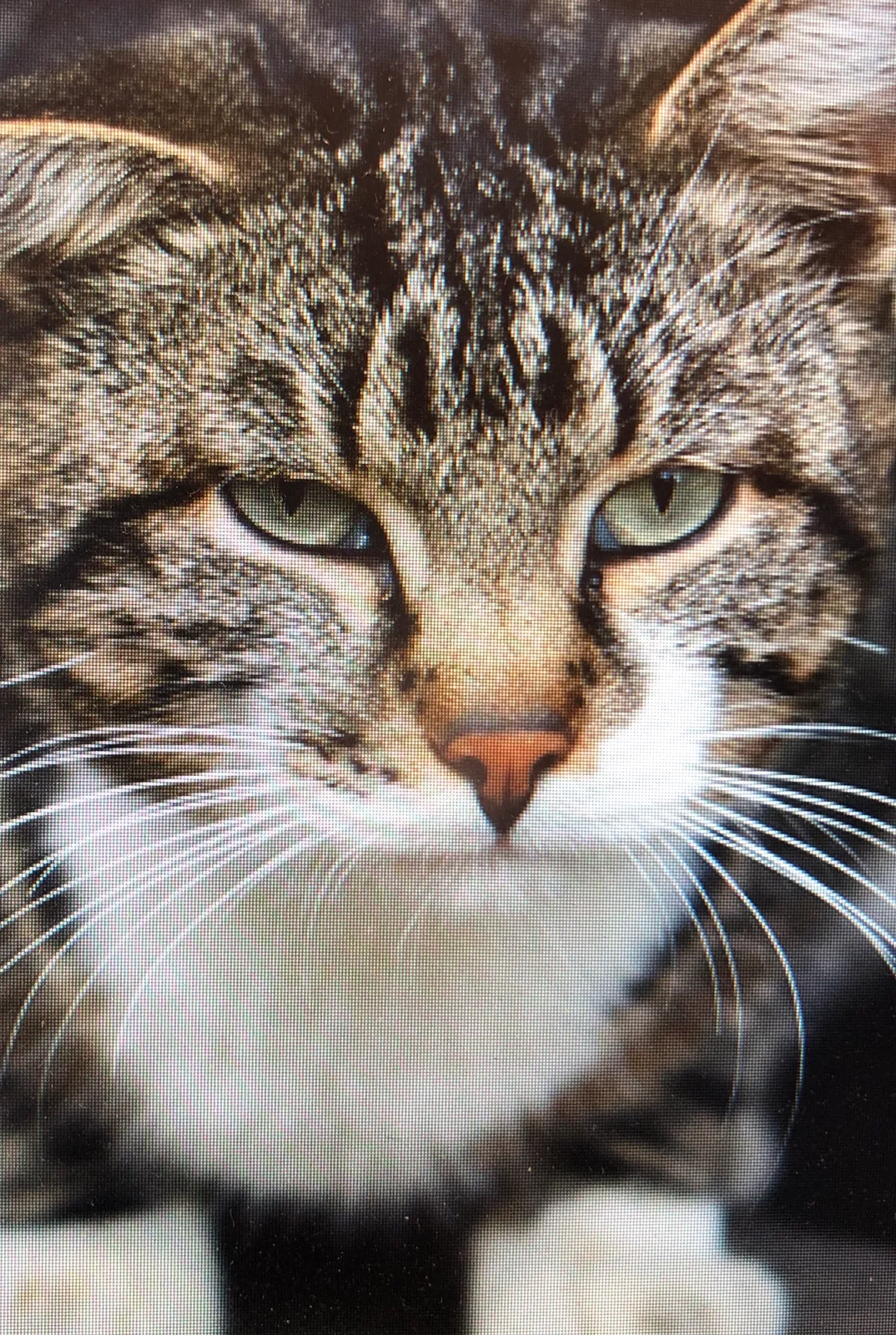 Lost cat in Unknown, CA, 0