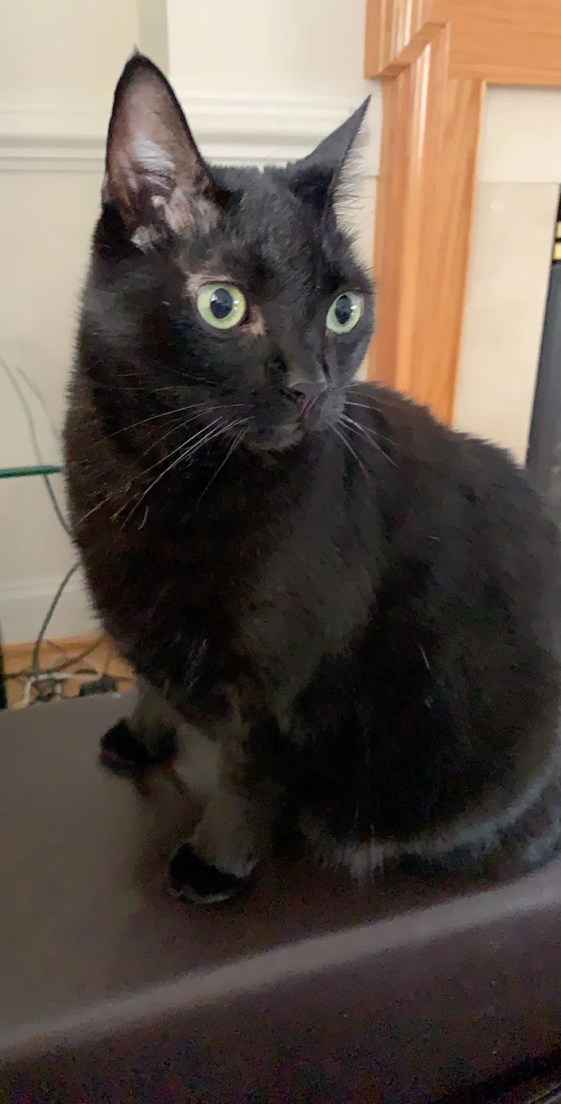 Lost cat in Clifton, VA, 20124