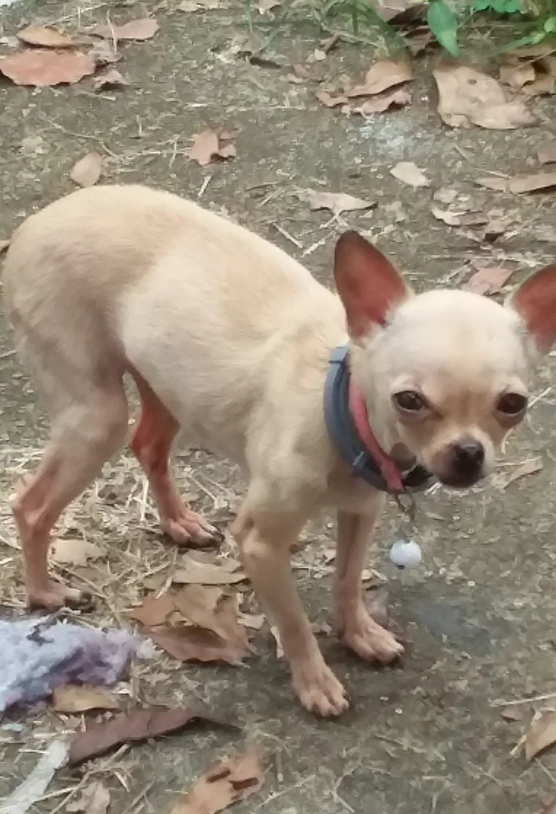 Lost dog in Trion, GA, 30753