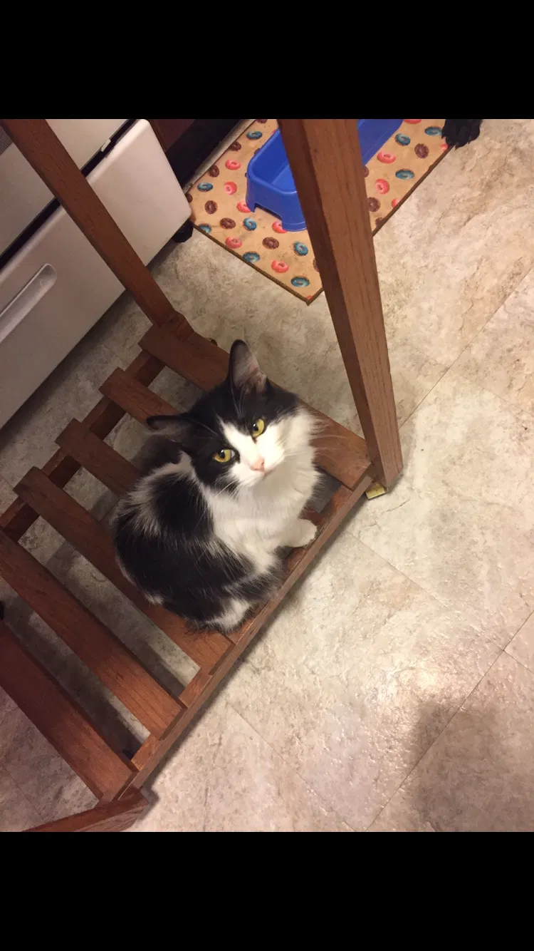 Lost cat in Chillicothe, IL, 61523