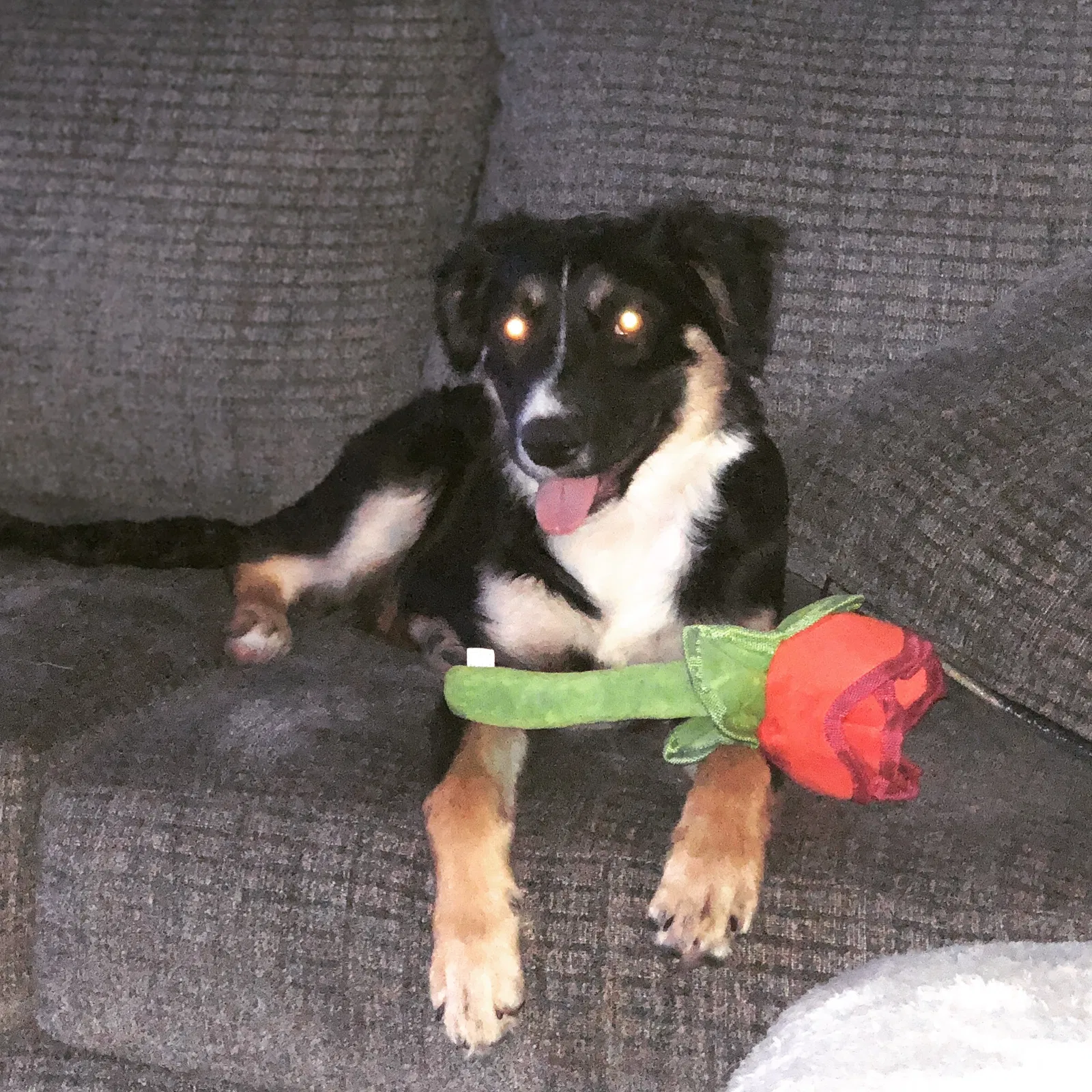 Lost dog in Rome, GA, 30161