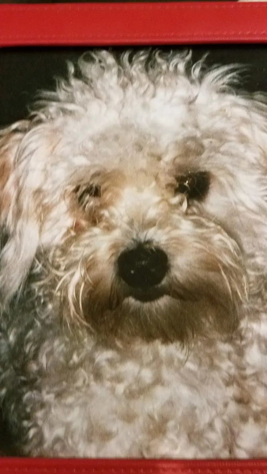 Lost dog in Acworth, GA, 30102