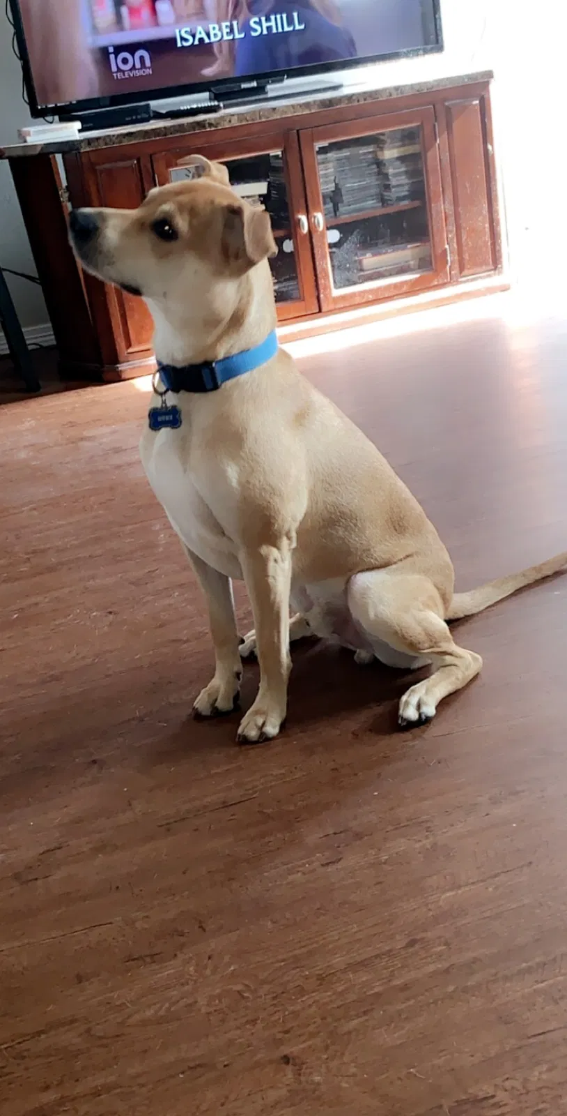 Lost dog in Tulsa, OK, 74133