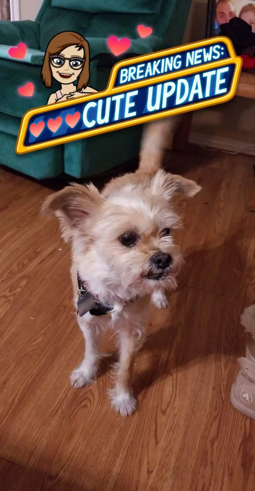 Lost dog in Tulsa, OK, 74134