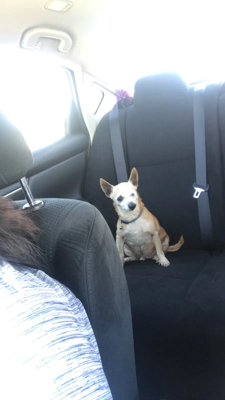 Lost dog in Tulsa, OK, 74106
