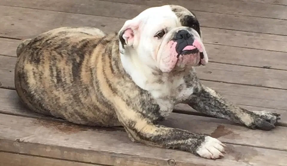 Lost dog in Harlingen, TX, 78550