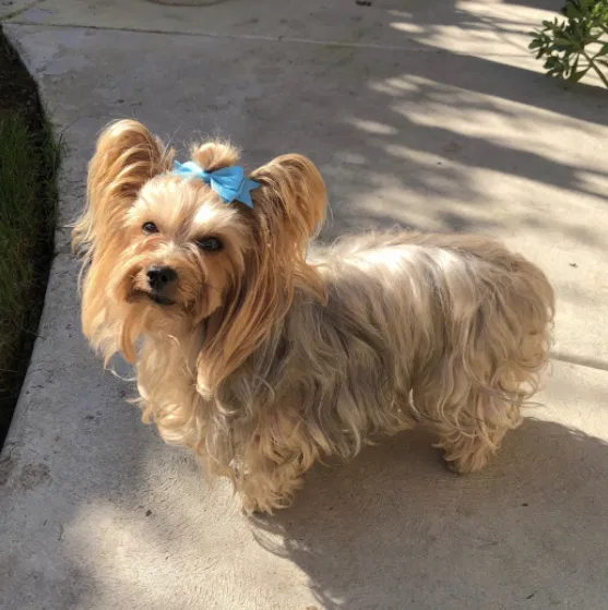 Lost dog in Fresno, CA, 93727