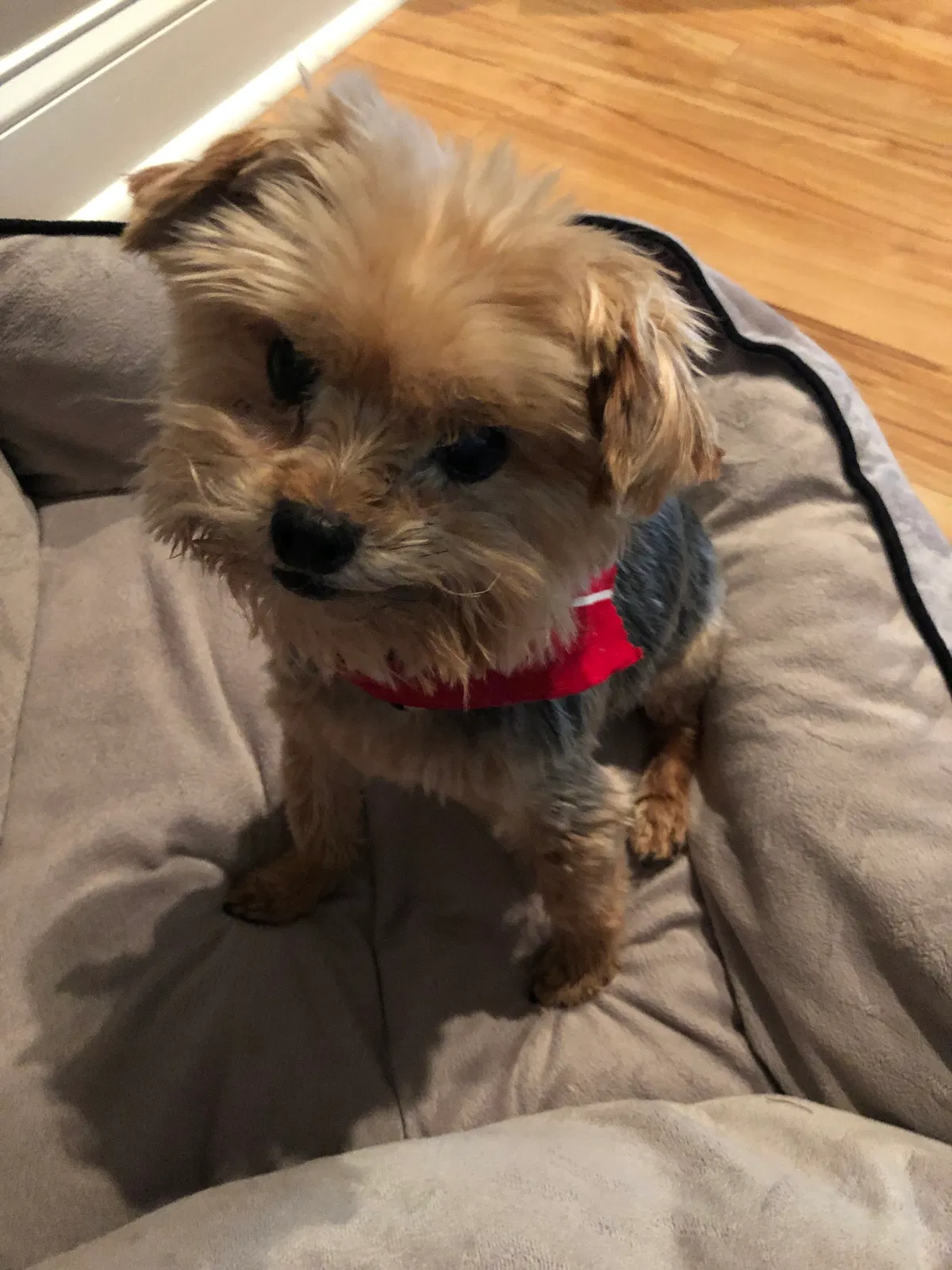 Lost dog in Carrollton, GA, 30117