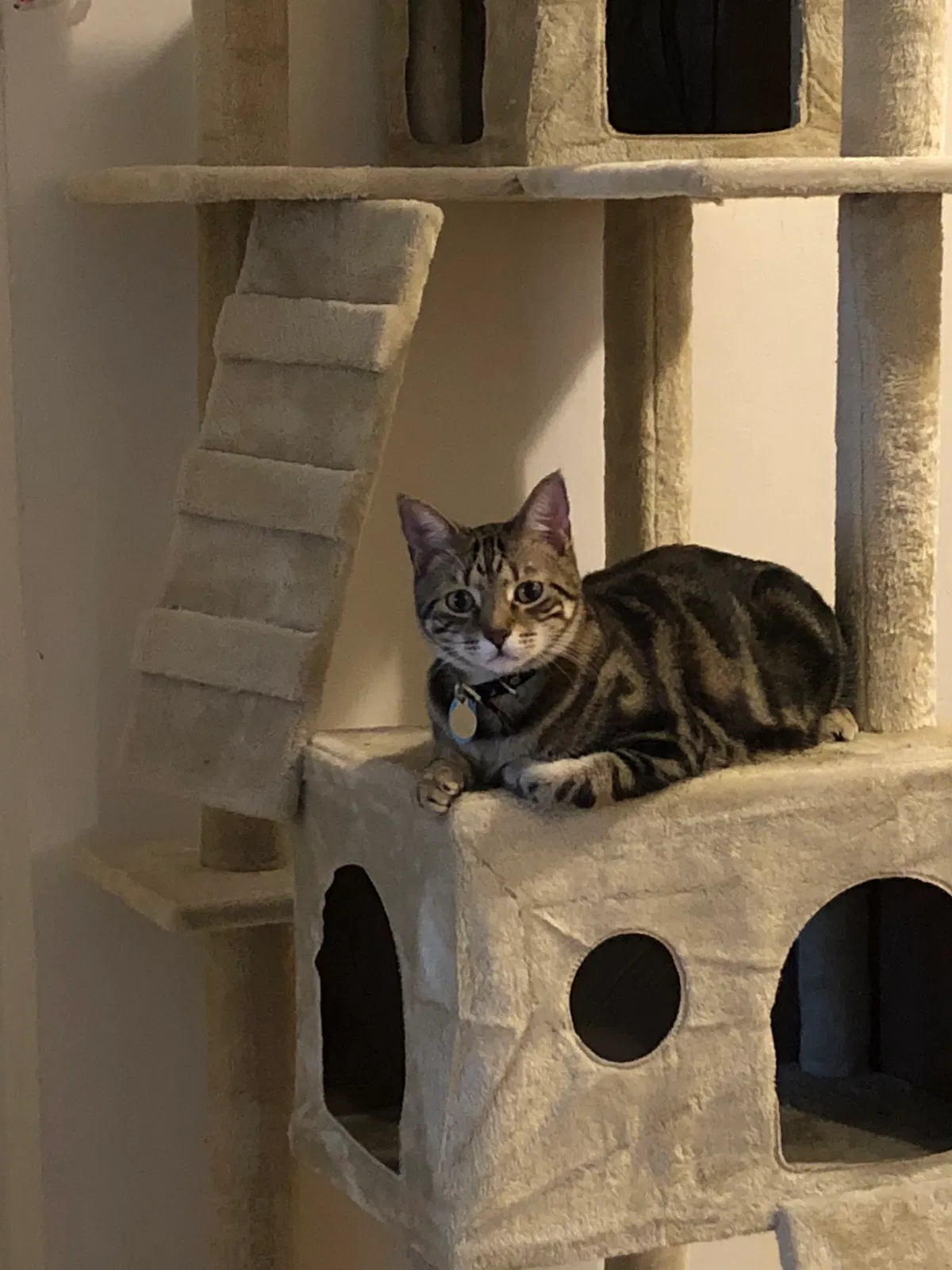Lost cat in Hollywood, FL, 33020