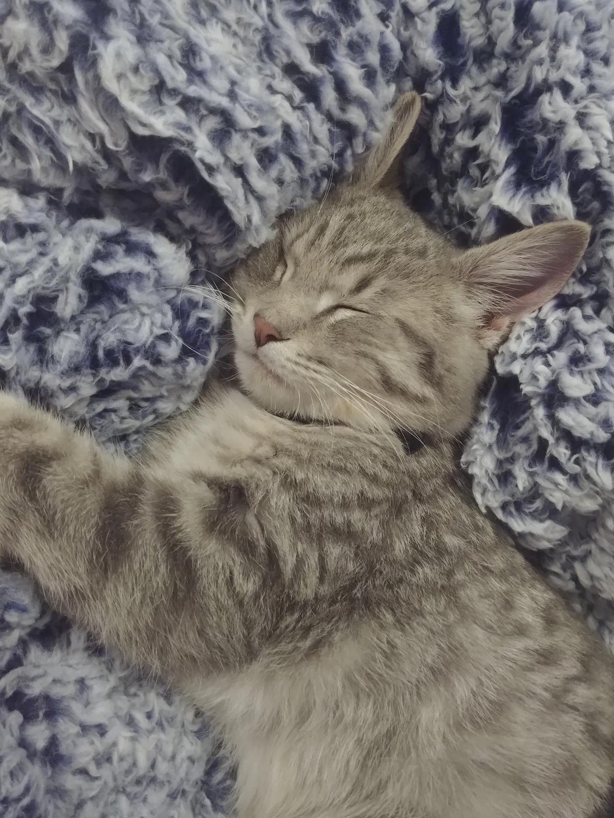 Lost cat in Brigham City, UT, 84302