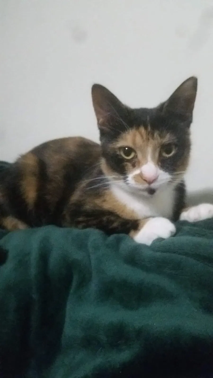 Lost cat in Midway Park, NC, 28544