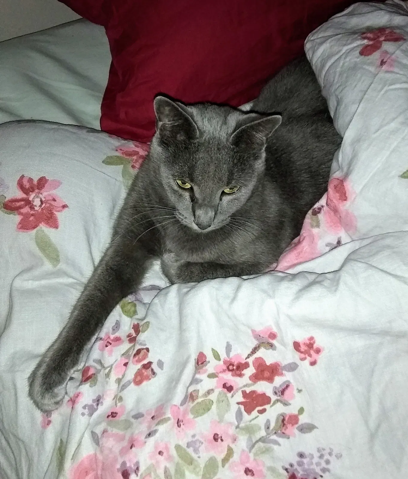 Lost cat in Grand Bay, AL, 36541