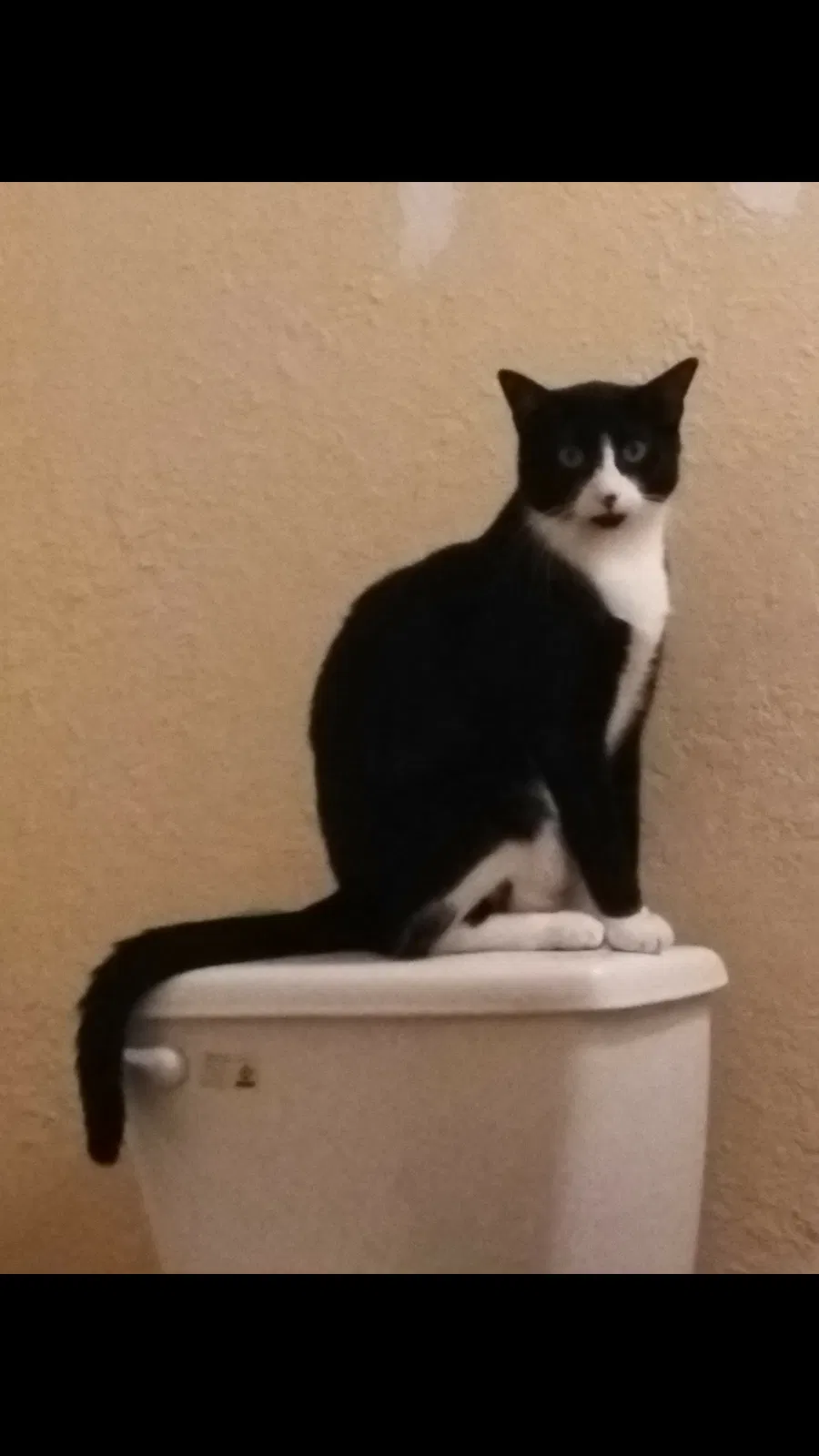 Lost cat in Fort Lauderdale, FL, 33328