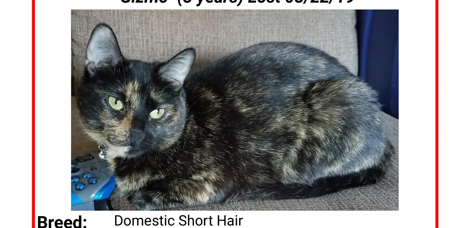 Lost cat in Lakewood, CA, 90715