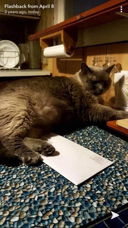 Lost cat in Marcus Hook, PA, 19061