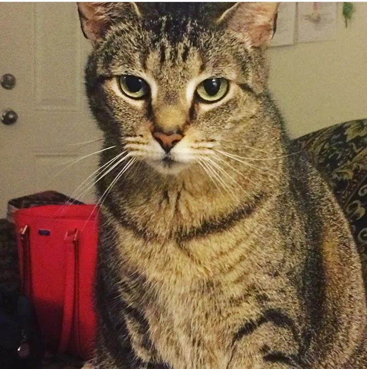Lost cat in Charlotte, NC, 28206