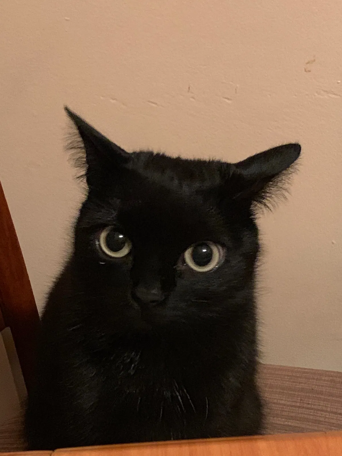 Lost cat in Brooklyn, NY, 11219