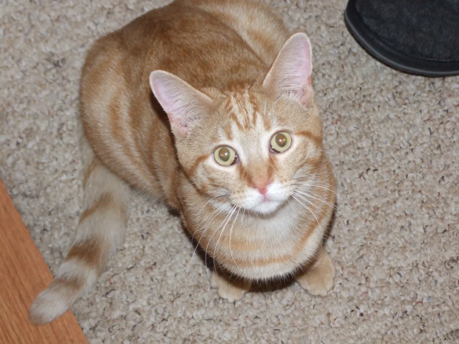 Lost cat in Lansing, MI, 48911