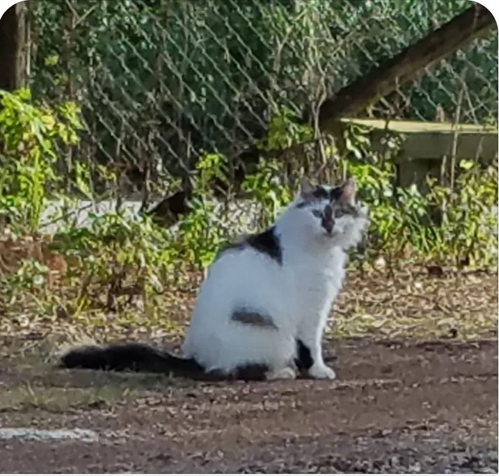 Lost cat in Sorrento, FL, 32776