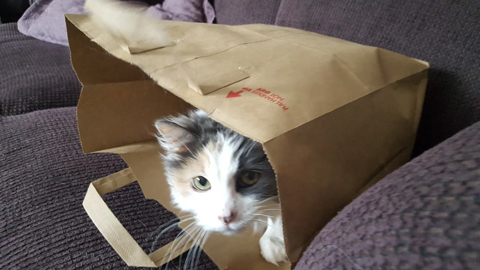 Lost cat in Sandy, UT, 84093