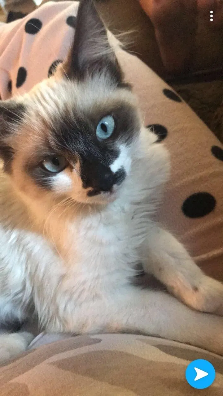 Lost cat in Baldwin Park, CA, 91706