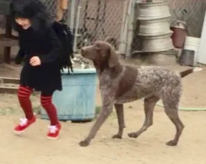 Lost dog in Delano, CA, 93215