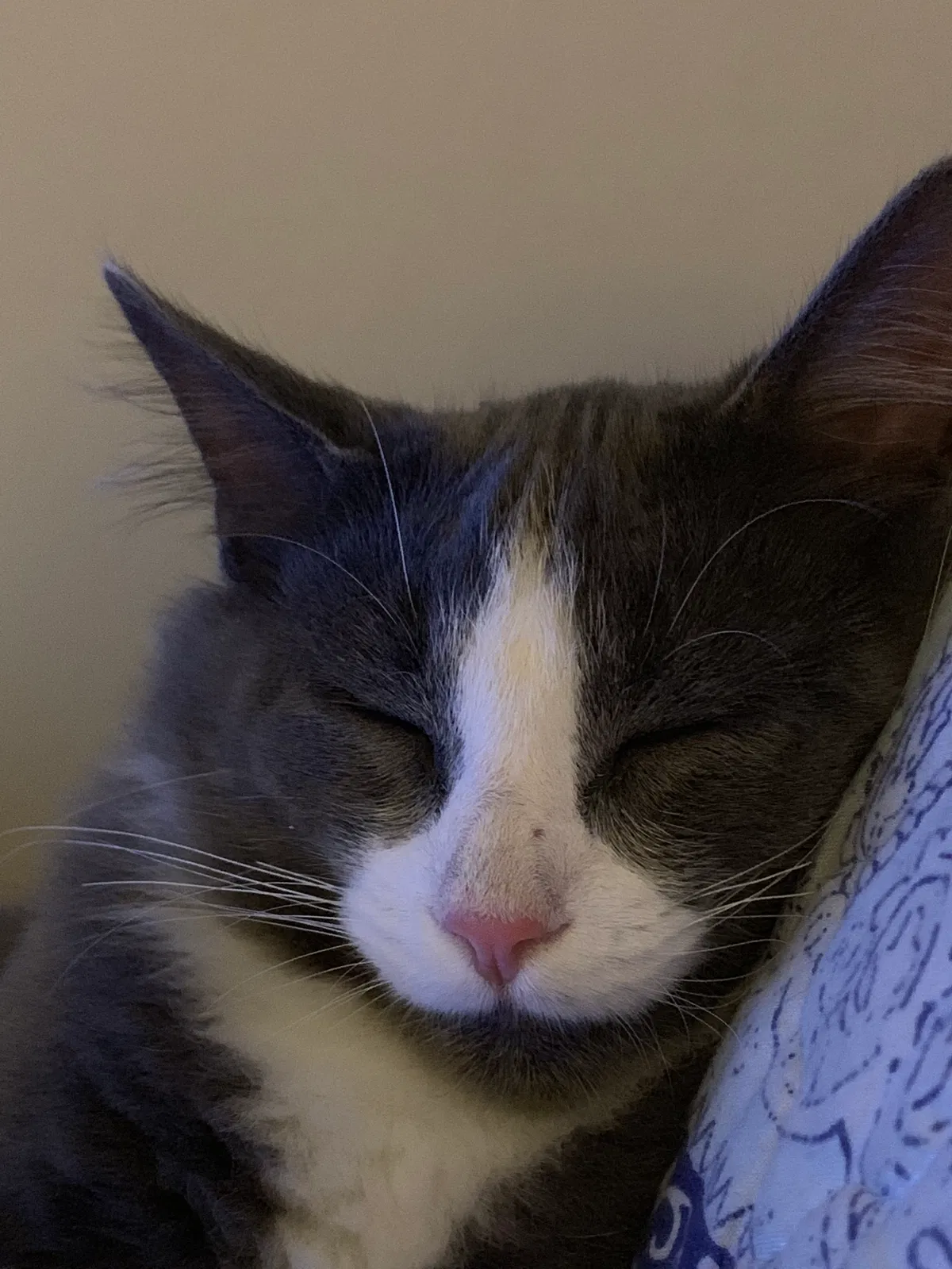 Lost cat in Lakeland, FL, 33803