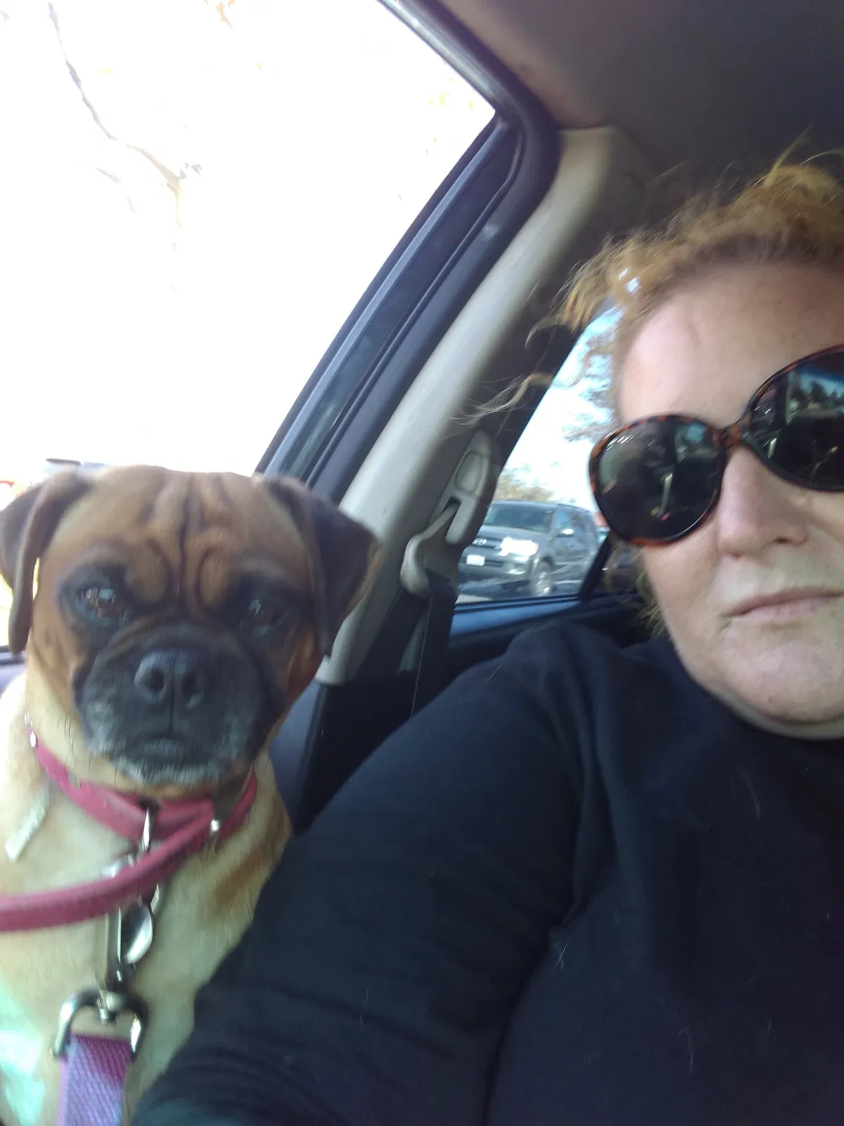 Lost dog in Fullerton, CA, 92831