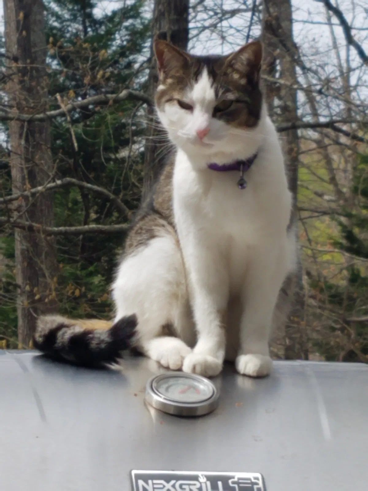 Lost cat in Woodstock, GA, 30189
