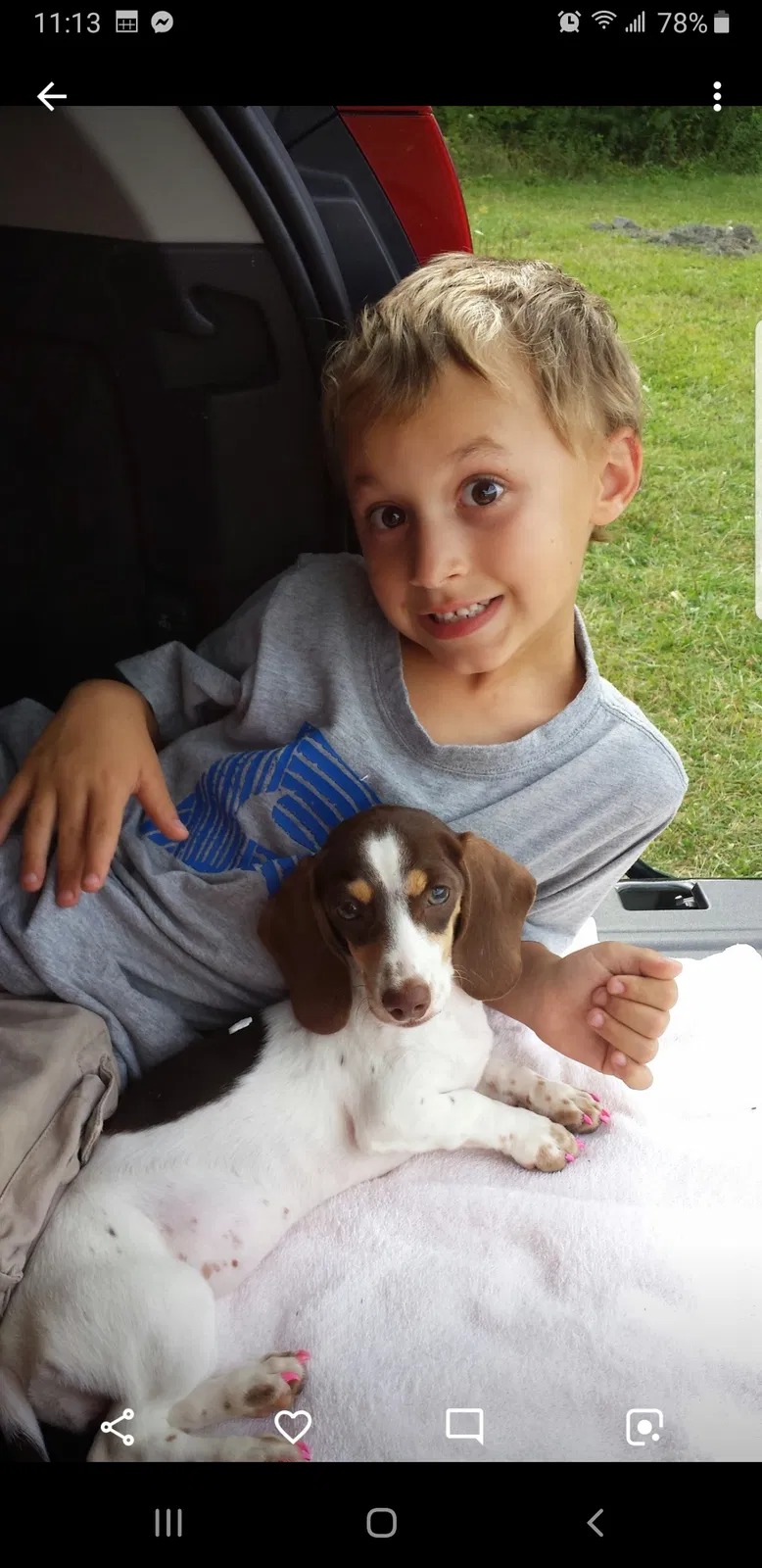 Lost dog in Elk Park, NC, 28622